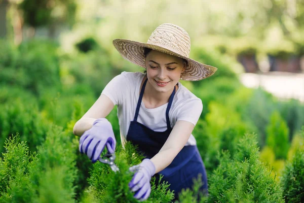 Mujer utiliza herramienta de jardinería para recortar setos, cortando arbustos con tijeras de jardín — Foto de Stock