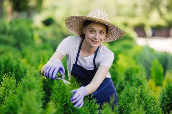 Woman uses gardening tool to trim hedge, cutting bushes with garden shears — Stock Photo, Image