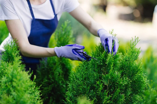 Vrouw tuinieren tool gebruikt om trim hedge, snijden struiken met tuin schaar — Stockfoto