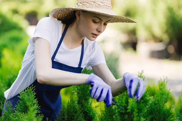 Mujer utiliza herramienta de jardinería para recortar setos, cortando arbustos con tijeras de jardín — Foto de Stock