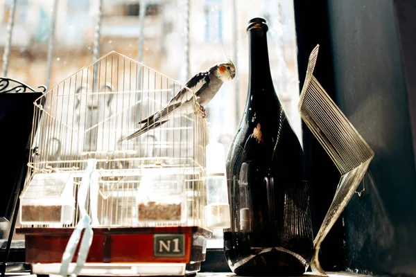 There is an open cage with a parrot and a black bottle on the windowsill