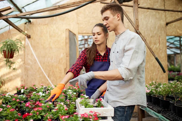 Jardineros chico y chica eligen macetas con plantas de semillero en invernadero en un día soleado . — Foto de Stock