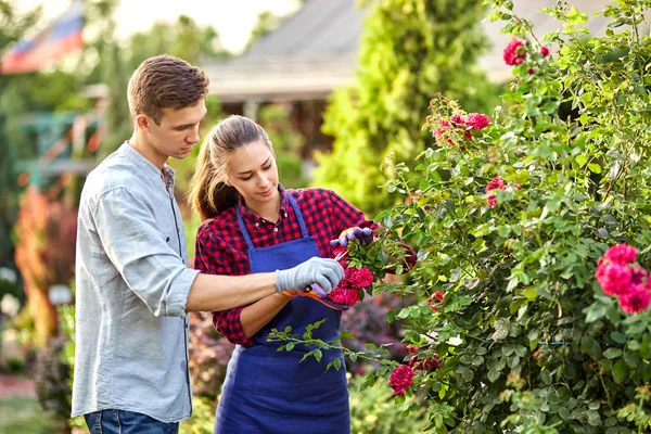 Jardineiros Guy e menina cortar o arbusto de rosa no maravilhoso jardim em um dia ensolarado . — Fotografia de Stock