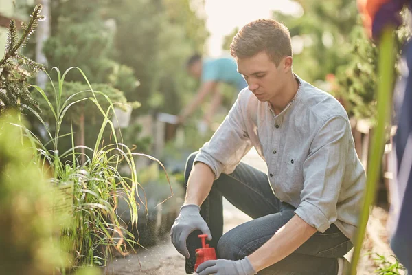 Guy jardinero rocía fertilizante en las plantas en el hermoso vivero-jardín en un día soleado. El trabajo en el jardinero — Foto de Stock