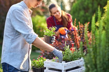 Bahçe eldiven dikkatli adam bahçıvan masada Beyaz ahşap kutuda fide ile tencere koyar ve bir kız güneşli bir günde harika kreş-bahçe içinde bitkiler Kuru Erik.