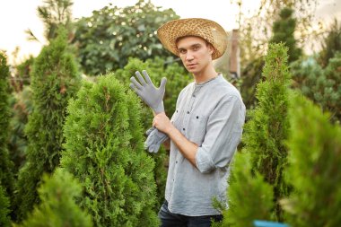 Bir hasır şapka adam bahçıvan sıcak güneşli bir gün Thujas bir sürü kreş-bahçede ellerine Bahçe eldiven koyar