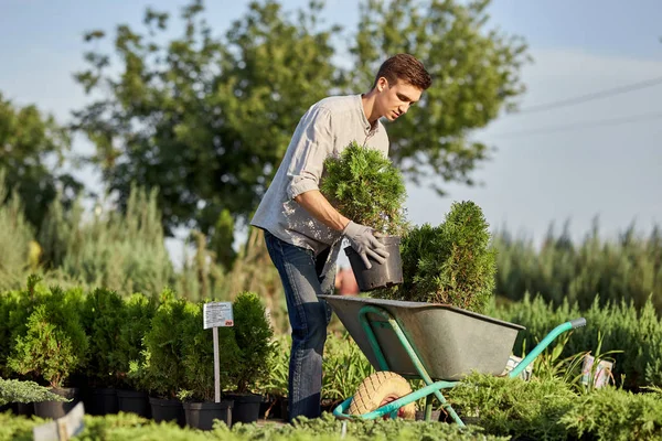 Guy tuinman zet de zaailingen in potten in een kar op de tuin pad in de prachtige kwekerij-tuin op een zonnige dag — Stockfoto