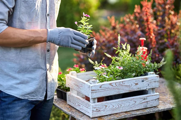 庭の手袋の男の庭師は晴れた日に素晴らしい保育園ガーデンでテーブルの上に白い木製の箱に苗と鉢を置きます. — ストック写真
