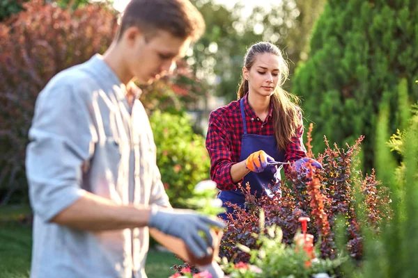 Guy tuinman in tuin handschoenen zet de potten met zaailingen in de witte houten doos op de tafel en een meisje snoeit planten in de prachtige kwekerij-tuin op een zonnige dag. — Stockfoto