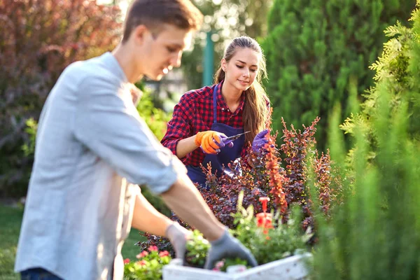 Jonge vent tuinman in tuin handschoenen zet de potten met zaailingen in de witte houten doos op de tafel en een meisje snoeit planten in de prachtige kwekerij-tuin op een zonnige dag. — Stockfoto