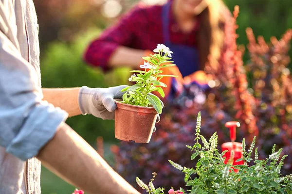 Joven jardinero con guantes de jardín sostiene una olla con plántulas en la mano y una niña poda plantas en el maravilloso vivero-jardín en un día soleado . — Foto de Stock