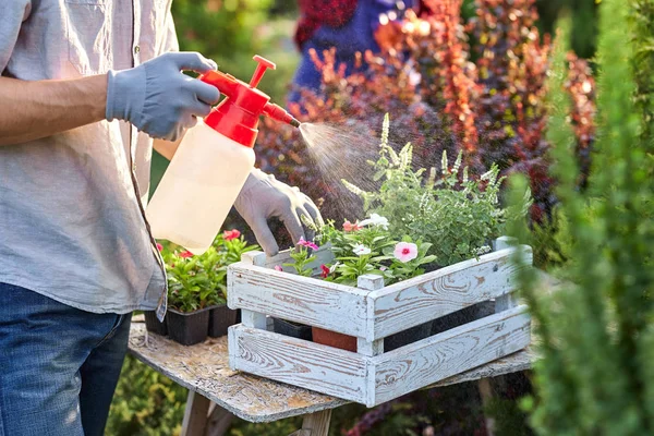 Guy jardinero en guantes de jardín rocía agua en las macetas con plántulas en la caja de madera blanca sobre la mesa en el maravilloso jardín infantil en un día soleado . — Foto de Stock