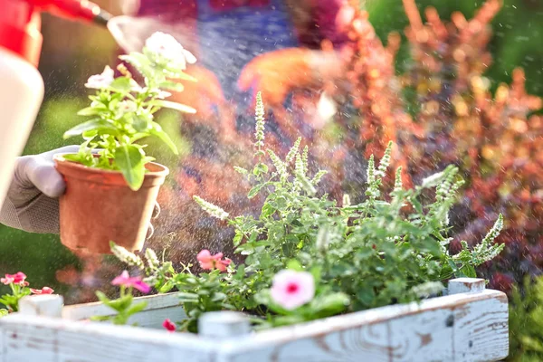 Pulverizando água sobre os vasos com mudas na caixa de madeira branca sobre a mesa no jardim-berçário em um dia ensolarado . — Fotografia de Stock