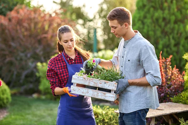 Jardineros chico y chica sostienen la caja de madera blanca en las manos y ponen allí macetas con plántulas en un día soleado en el maravilloso vivero-jardín . — Foto de Stock