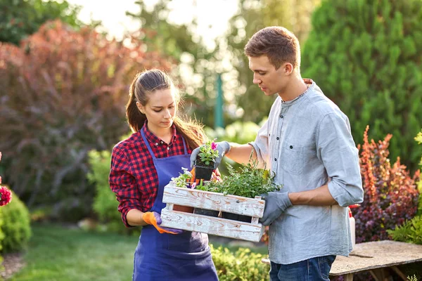 Jardineros chico y chica sostienen la caja de madera blanca en las manos y ponen allí macetas con plántulas en un día soleado en el maravilloso vivero-jardín . — Foto de Stock