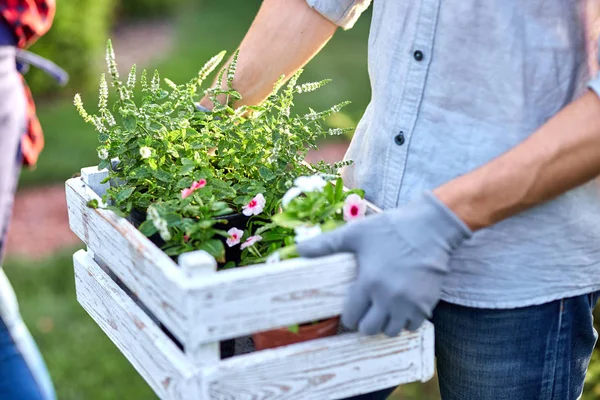 Guy jardinero en guantes de jardín sostiene la caja de madera blanca con macetas con plántulas en las manos al aire libre en un día soleado . — Foto de Stock