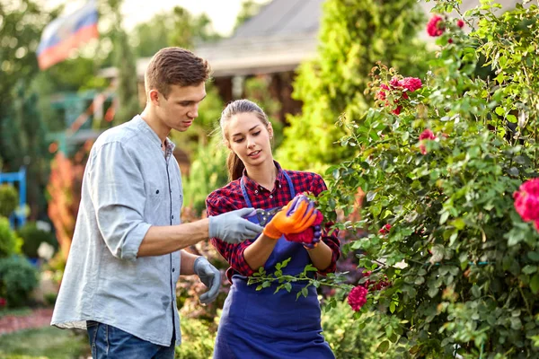 Jongen en meisje tuinders knippen de rozenstruik in de prachtige tuin op een zonnige dag. — Stockfoto