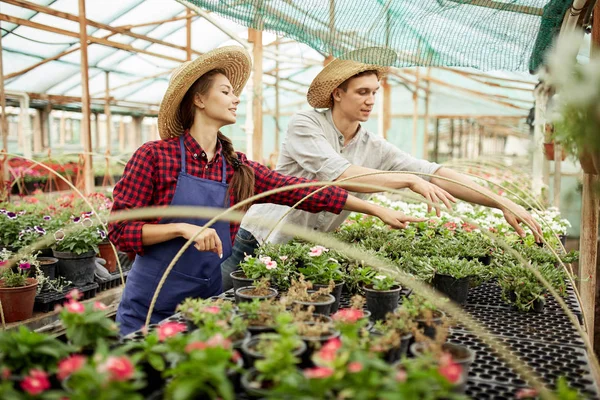 Chicos y chicas jardineros en sombreros de paja eligen macetas con plántulas de flores en invernadero en un día soleado . — Foto de Stock