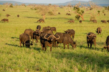 Buffalos taita Hills, Tsavo Milli Parkı Kenya gördün. Kenya safari.