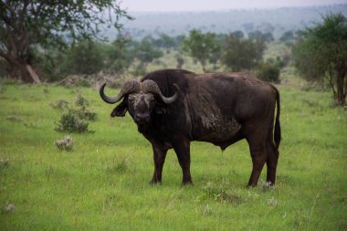 Eski Buffalo taita Hills, Tsavo Milli Parkı Kenya gördün. Kenya safari.