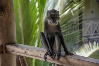 Diani plaj sahil yakınındaki Mavi maymun Kenya. Cercopithecus mitis