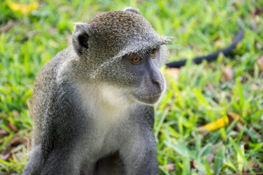 Diani plaj sahil yakınındaki Mavi maymun Kenya. Cercopithecus mitis