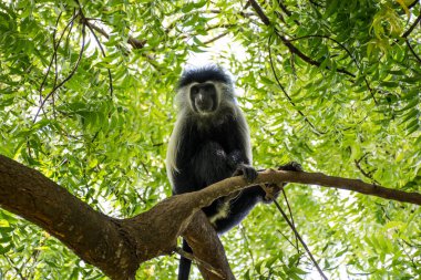 Angola Colobus Kenya Diani Beach Ağaçta asılı