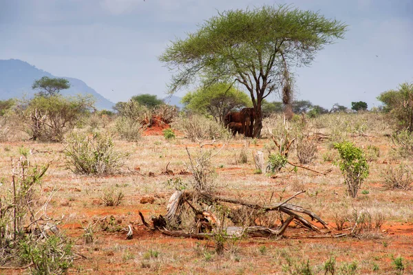 Elefanter Ses Ngutuni Safari Kenya Vackra Vilda Landskap — Stockfoto