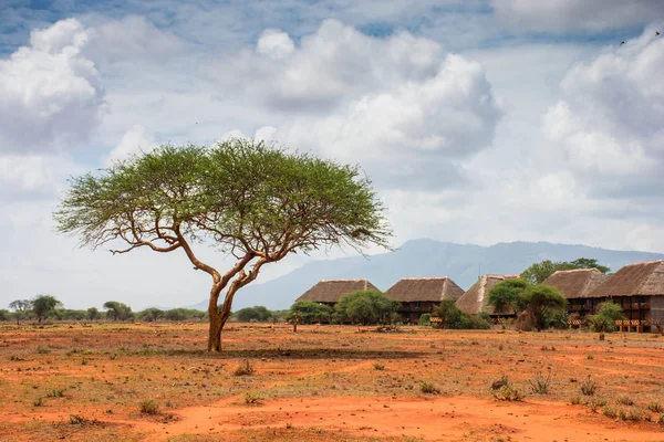 Ngutuni Safari lodge. Beautiful african landscape. Lone tree in Kenya. Ngutuni National Park