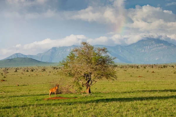 Yalnız Ağaç Tsavo Milli Parkı Nda Kenya Antilop Afrika Safari — Stok fotoğraf