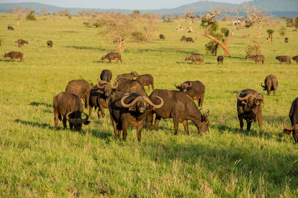 Buffalos Taita Hills Tsavo Milli Parkı Kenya Gördün Kenya Safari — Stok fotoğraf