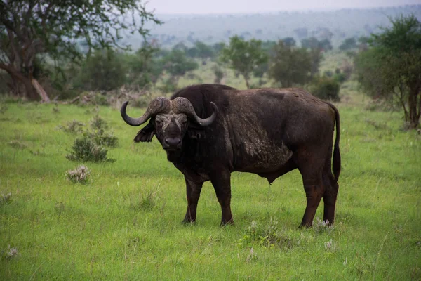 Eski Buffalo Taita Hills Tsavo Milli Parkı Kenya Gördün Kenya — Stok fotoğraf