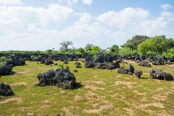 Wasini island in Kenya. Dead coral forest. Dry coral reef rocks.
