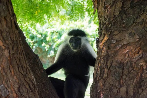 Angola Colobus Accroché Arbre Kenya Diani Beach — Photo