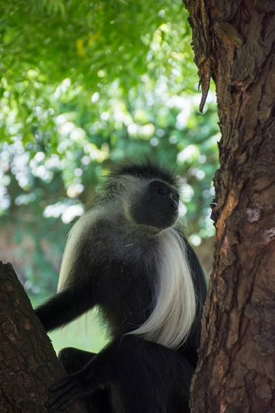 Colobus Angoli Wiszące Drzewie Kenii Diani Beach — Zdjęcie stockowe