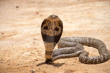The King Cobra on sand  clipart