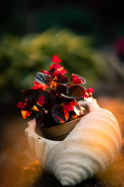 Bahçe süslemeleri. Dekoratif saksılarda saksı çiçeği. Kırsal sulama kutusu.