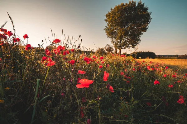 Batan güneşin ışığında tarlada açan kırmızı gelincikler. Haziran Gelincikleri.