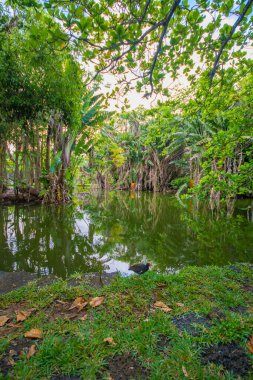 Botanik Bahçesi Pamplemoussları, Mauritius. 05.12.2018