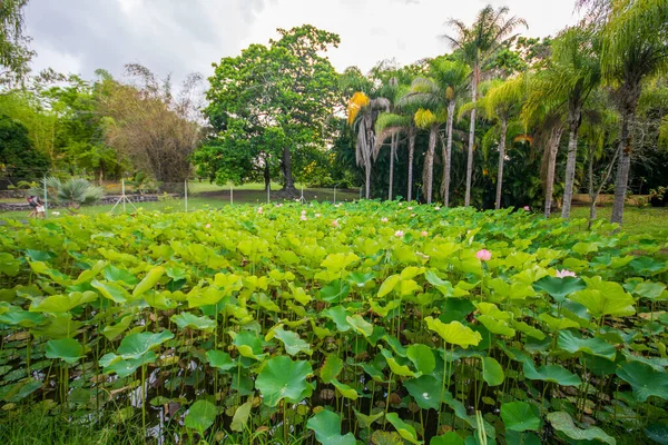 Botanical Garden Pamplemousses Mauritius 2018 — Stock Photo, Image