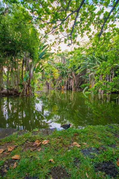 Botanical Garden Pamplemousses Mauritius 2018 — Stock Photo, Image