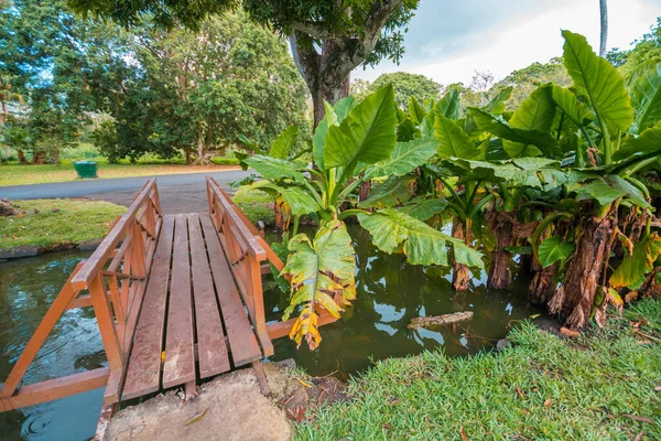 Botanik Bahçesi Pamplemoussları, Mauritius.