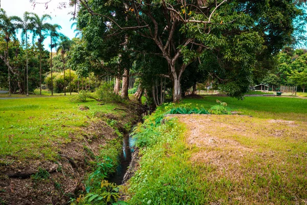 Botanical Garden Pamplemousses Mauritius — Stock Photo, Image