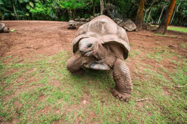 Kaplumbağalar La Vanille doğal parkında, Mauritius.