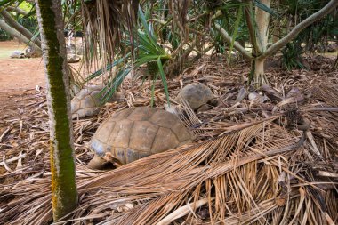 Kaplumbağalar La Vanille doğal parkında, Mauritius.