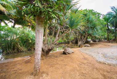 Kaplumbağalar La Vanille doğal parkında, Mauritius.