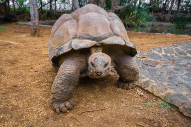 Kaplumbağalar La Vanille doğal parkında, Mauritius.