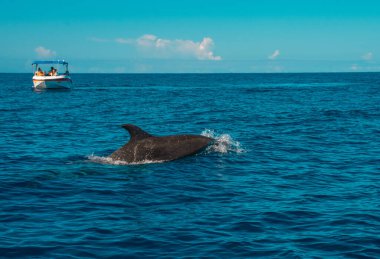 Le Morne Mauritius 'ta yunuslarla yüzmek.