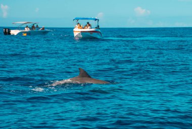 Le Morne Mauritius 'ta yunuslarla yüzmek.