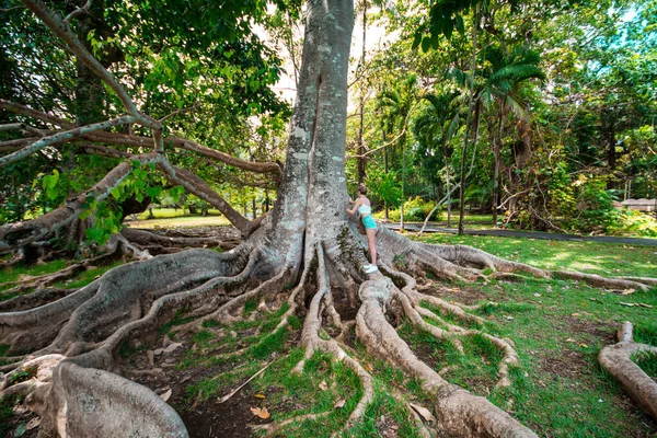 Botanik Bahçesi Pamplemoussları, Mauritius.